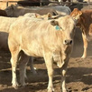La Asociación de Engordadores de Ganado Bovino del Noreste (AEGBN) diseñó un plan de acción para prevenir, evitar y/o retardar la llegada del gusano barrenador.