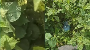 Una bebé recién nacida fue abandonada en mal estado de salud dentro de una bolsa en un baldío de Valle de Chalco, Edomex