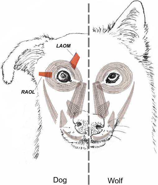 Es común que las mascotas del hogar, especialmente los perros, tengan la fama de ser manipuladores. AQUÍ te decimos cómo y por qué lo hacen. Es común que las mascotas del hogar, especialmente los perros, tengan la fama de ser manipuladores. AQUÍ te decimos cómo y por qué lo hacen.