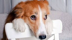 Es común que las mascotas del hogar, especialmente los perros, tengan la fama de ser manipuladores. AQUÍ te decimos cómo y por qué lo hacen.