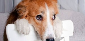 Es común que las mascotas del hogar, especialmente los perros, tengan la fama de ser manipuladores. AQUÍ te decimos cómo y por qué lo hacen.
