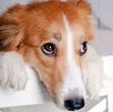 Es común que las mascotas del hogar, especialmente los perros, tengan la fama de ser manipuladores. AQUÍ te decimos cómo y por qué lo hacen. Es común que las mascotas del hogar, especialmente los perros, tengan la fama de ser manipuladores. AQUÍ te decimos cómo y por qué lo hacen.