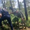 Policía y Marina hallaron marihuana oculta entre cultivos en Tlahuapan, Puebla. Aseguraron las plantas, pero no hay detenidos. ¿Quién cultivaba allí?