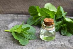 La hierbabuena, también conocida como yerbabuena o Mentha spicata, es una planta aromática muy utilizada en la gastronomía y la medicina tradicional.