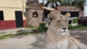No lo vas a creer. Autoridades rescatan a leona en una casa de Puerto Vallarta; el felino era paseado en parques y el malecón