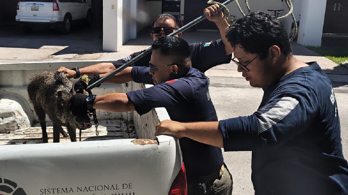 Este jueves se reportó la presencia de tres jabalíes en el sector Viñedos de Torreón, por lo que se llevó a cabo un operativo en conjunto para capturarlos. Este jueves se reportó la presencia de tres jabalíes en el sector Viñedos de Torreón, por lo que se llevó a cabo un operativo en conjunto para capturarlos.
