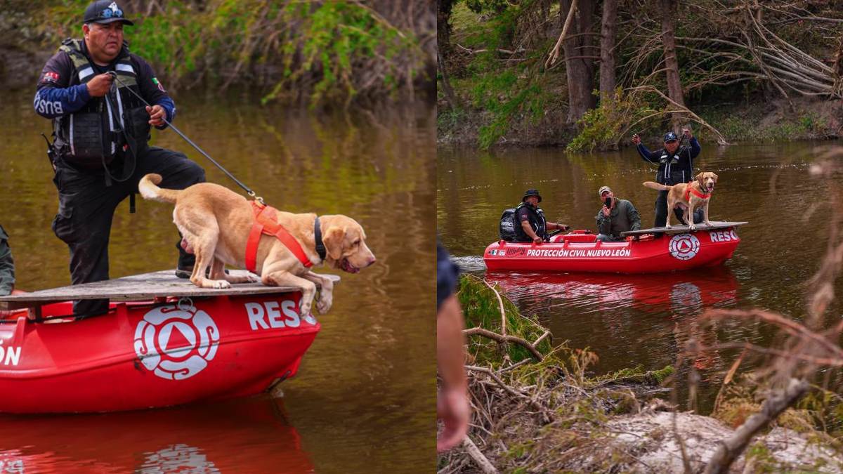 Joe, el perro rescatista de Nuevo León Joe, el perro rescatista de Nuevo León