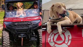 Joe, el perro rescatista de Nuevo León que busca sobrevivientes entre los escombros en Texas
