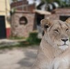 No lo vas a creer. Autoridades rescatan a leona en una casa de Puerto Vallarta; el felino era paseado en parques y el malecón No lo vas a creer. Autoridades rescatan a leona en una casa de Puerto Vallarta; el felino era paseado en parques y el malecón