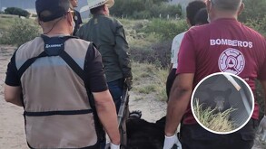 El oso fue puesto en resguardo tras el operativo