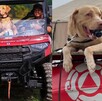 Joe, el perro rescatista de Nuevo León que busca sobrevivientes entre los escombros en Texas Joe, el perro rescatista de Nuevo León que busca sobrevivientes entre los escombros en Texas