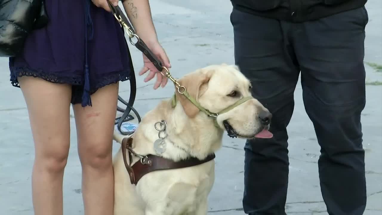 Sarahí, una joven con discapacidad visual, contó a TELEDIARIO como la compañía de Odín, su perro guía, le cambió la vida y se convirtió en un faro en sus días.