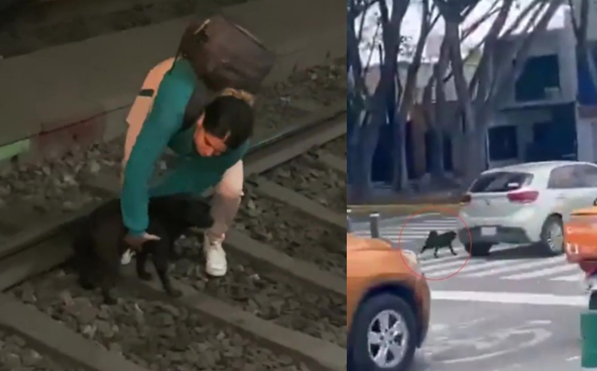 El perrito fue abandonado y rescatado de las vías del tren