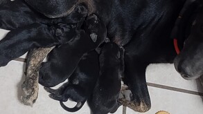 Perritos recién nacidos caen al drenaje en Escobedo