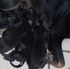 Perritos recién nacidos caen al drenaje en Escobedo Perritos recién nacidos caen al drenaje en Escobedo