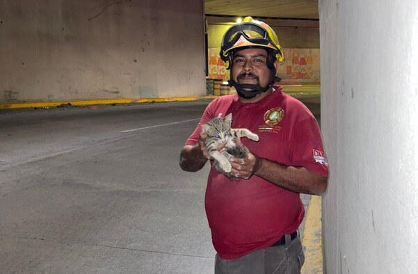 Protección Civil rescata a gatito que se encontraba en medio del tráfico en Escobedo.