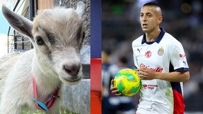 Roberto Alvarado presumió su nueva mascota, la cual muestra su amor por las Chivas del Guadalajara