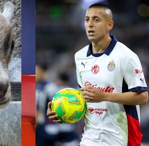 Roberto Alvarado presumió su nueva mascota, la cual muestra su amor por las Chivas del Guadalajara Roberto Alvarado presumió su nueva mascota, la cual muestra su amor por las Chivas del Guadalajara