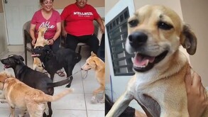 Cada perro en el albergue representa una historia de abandono, pero también una posibilidad de sanación y adopción