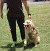 Durante la jornada, se fomentó la convivencia entre personas y mascotas, así como la adopción