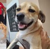 Cada perro en el albergue representa una historia de abandono, pero también una posibilidad de sanación y adopción Cada perro en el albergue representa una historia de abandono, pero también una posibilidad de sanación y adopción