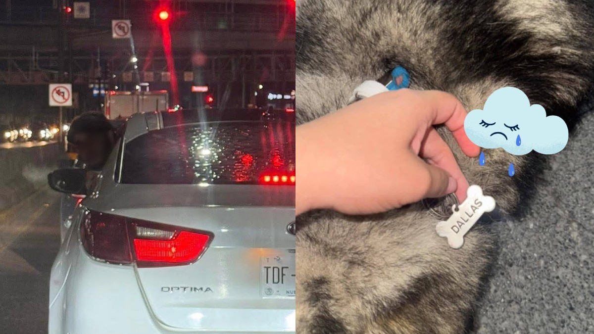 Perrita Dallas atropellada en San Nicolás