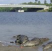 En cuestión de segundos, varios cocodrilos que se encontraban cerca lo arrastraron con violencia hacia la zona pantanosa En cuestión de segundos, varios cocodrilos que se encontraban cerca lo arrastraron con violencia hacia la zona pantanosa