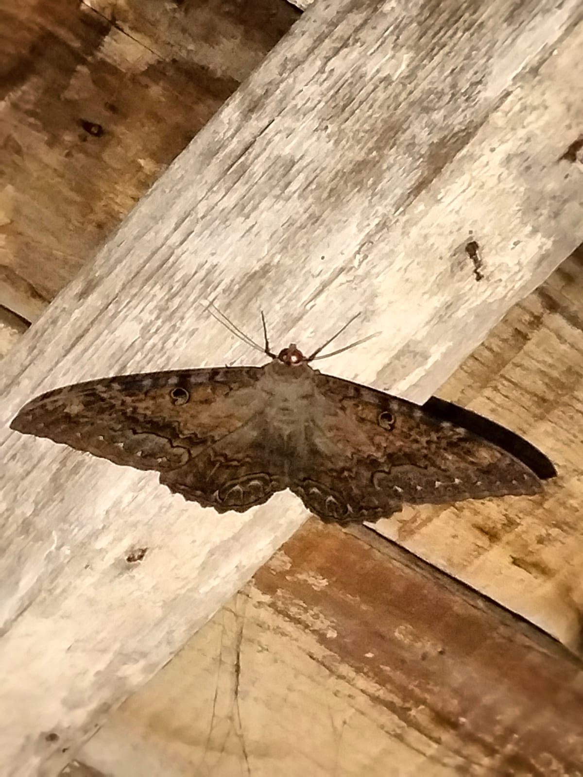 Una familia se llevó una sorpresa al encontrar pegada en el techo una mariposa de la muerte con una extraña figura en sus alas. Una familia se llevó una sorpresa al encontrar pegada en el techo una mariposa de la muerte con una extraña figura en sus alas.