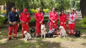 perros con sus entrenadores de la cruz roja