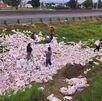 Un tráiler cargado de papayas volcó en la México-Puebla y ciudadanos robaron la mercancía, dejando al conductor herido. El video del saqueo indigna en redes.
