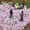 Un tráiler cargado de papayas volcó en la México-Puebla y ciudadanos robaron la mercancía, dejando al conductor herido. El video del saqueo indigna en redes.