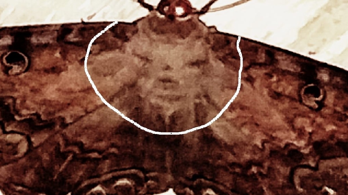 Una familia se llevó una sorpresa al encontrar pegada en el techo una mariposa de la muerte con una extraña figura en sus alas. Una familia se llevó una sorpresa al encontrar pegada en el techo una mariposa de la muerte con una extraña figura en sus alas.