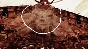 Una familia se llevó una sorpresa al encontrar pegada en el techo una mariposa de la muerte con una extraña figura en sus alas.