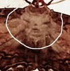 Una familia se llevó una sorpresa al encontrar pegada en el techo una mariposa de la muerte con una extraña figura en sus alas. Una familia se llevó una sorpresa al encontrar pegada en el techo una mariposa de la muerte con una extraña figura en sus alas.