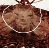 Una familia se llevó una sorpresa al encontrar pegada en el techo una mariposa de la muerte con una extraña figura en sus alas. Una familia se llevó una sorpresa al encontrar pegada en el techo una mariposa de la muerte con una extraña figura en sus alas.