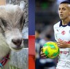 Roberto Alvarado presumió su nueva mascota, la cual muestra su amor por las Chivas del Guadalajara