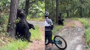 Oso captado en Parque Chipinque