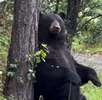 Oso captado en Parque Chipinque Oso captado en Parque Chipinque