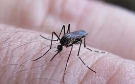 Datos de la Secretaría de Salud del Gobierno de México registraron la primera muerte por dengue en 2025. Se analizan 324 muertes en el país por esta causa.