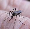 Datos de la Secretaría de Salud del Gobierno de México registraron la primera muerte por dengue en 2025. Se analizan 324 muertes en el país por esta causa. Datos de la Secretaría de Salud del Gobierno de México registraron la primera muerte por dengue en 2025. Se analizan 324 muertes en el país por esta causa.