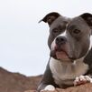Un adulto mayor presenció el ataque mortal contra su compañero canino en El Riego. Autoridades investigan al agresor identificado. Un adulto mayor presenció el ataque mortal contra su compañero canino en El Riego. Autoridades investigan al agresor identificado.