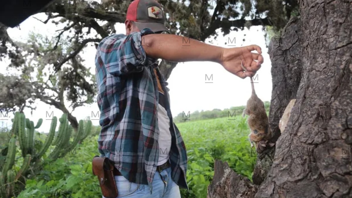 En el rancho El Saucito, ubicado en el municipio de San Felipe, al norte de Guanajuato, este caldo es común entre los pobladores. En el rancho El Saucito, ubicado en el municipio de San Felipe, al norte de Guanajuato, este caldo es común entre los pobladores.
