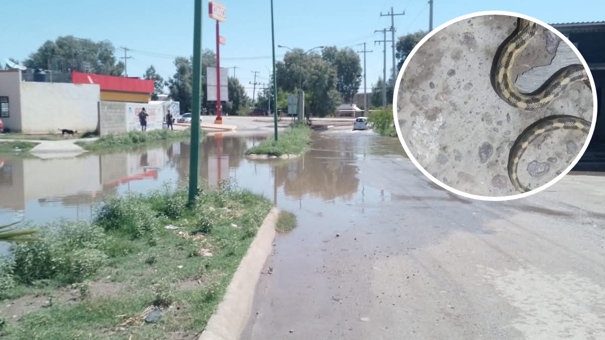 La humedad que han dejado las recientes lluvias en el municipio de San Pedro, Coahuila han provocado que aumente la presencia de serpientes.