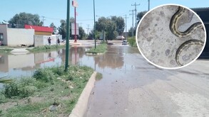 La humedad que han dejado las recientes lluvias en el municipio de San Pedro, Coahuila han provocado que aumente la presencia de serpientes.