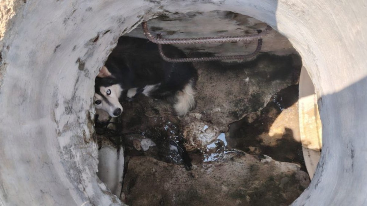 Un Husky fue rescatado tras caer en una alcantarilla de Zapopan y dos perros maltratados fueron salvados tras cateo en una casa de Guadalajara. Un Husky fue rescatado tras caer en una alcantarilla de Zapopan y dos perros maltratados fueron salvados tras cateo en una casa de Guadalajara.