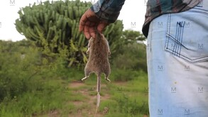 En el rancho El Saucito, ubicado en el municipio de San Felipe, al norte de Guanajuato, este caldo es común entre los pobladores.