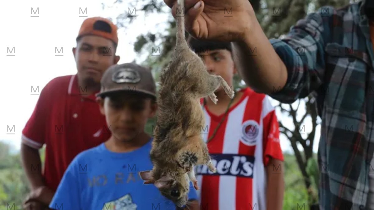 En el rancho El Saucito, ubicado en el municipio de San Felipe, al norte de Guanajuato, este caldo es común entre los pobladores. En el rancho El Saucito, ubicado en el municipio de San Felipe, al norte de Guanajuato, este caldo es común entre los pobladores.
