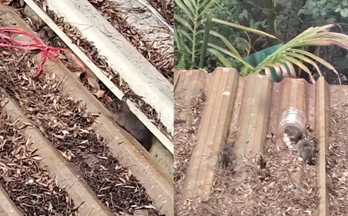 Se han visto numerosas ratas por la zona