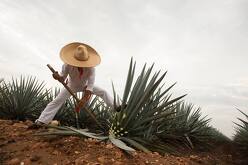 Día del tequila