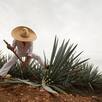 Día del tequila